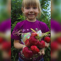 Клубника БЫЧЬЕ СЕРДЦЕ (КРУПНОМЕР! ОГРОМНЫЙ КУСТ, УРОЖАЙ В ГОД ПОСАДКИ) Клубника БЫЧЬЕ СЕРДЦЕ (КРУПНОМЕР! ОГРОМНЫЙ КУСТ, УРОЖАЙ В ГОД ПОСАДКИ)